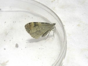 chloroclysta-citrata-a-confirmer.jpg