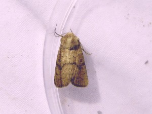 hoplodrina-alsines-à-confirmer.jpg