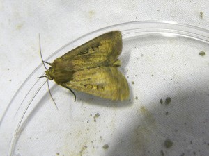 graphiphora-augur.jpg