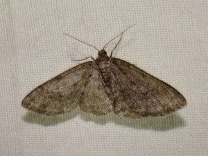 DSC07828 - Copie.JPG
