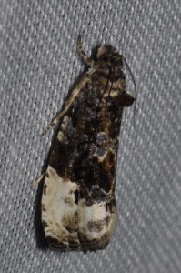 2482 - Hedya nubiferana.jpg