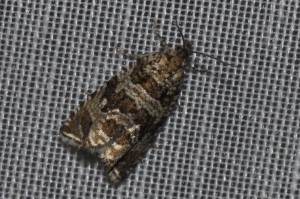 2527 - Celypha cespitana.jpg