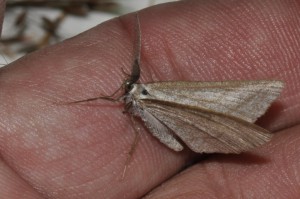 4126 - Aspitates gilvaria.jpg