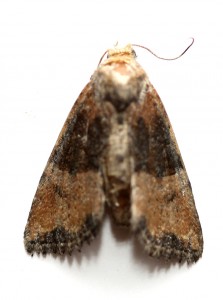 Copie de IMG_4867.jpg