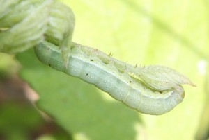 IMG_8304.JPG