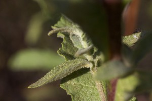 Verbascum chaixii-3349.jpg