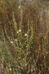 Verbascum chaixii-3347.jpg