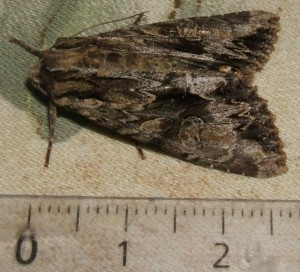 4736 Noctuidae Abromias monoglypha 2009.06.24 (3%).JPG