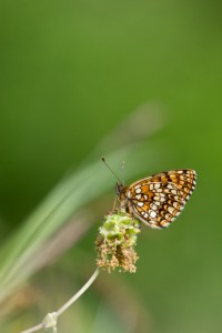 Papillon-6-2.jpg