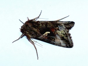 autographa gamma-2.jpg