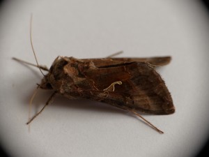 autographa gamma-1-2.jpg