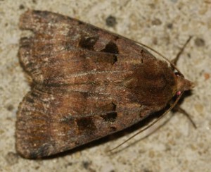 4883 Xestia stigmatica = rhomboidea 2010.09.05 (1p).jpg