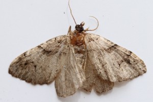 Copie de IMG_5000.jpg