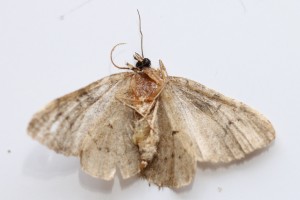 Copie de IMG_4997.jpg