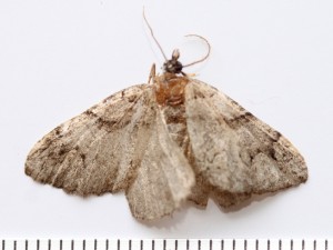 Copie de IMG_4993.jpg