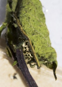 cocon Aspitates gilvaria-3380.jpg