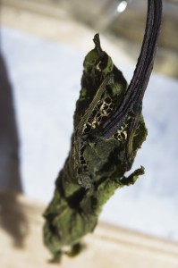 cocon Aspitates gilvaria-3383.jpg