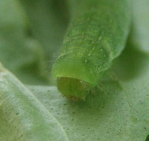 chenille verte sur basilic 2013.07.29 (têtep).jpg