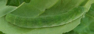 chenille verte sur basilic 2013.07.29 (dosp).jpg