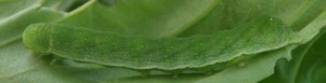 chenille verte sur basilic 2013.07.29 (8p).jpg