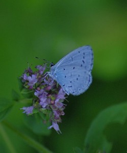 Celastrina argiolus-ROT1097 -.JPG