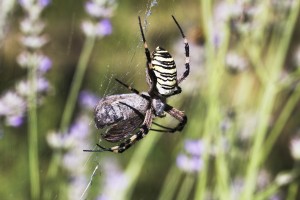 Argiope et Macroglossum.ppc-3386.jpg