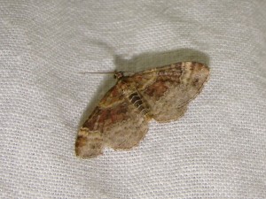 DSC08138 - Copie.JPG
