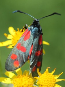 Copie de IMG_5369.jpg
