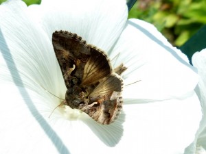 autographa gamma-5.jpg