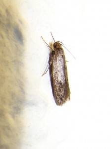 Bryotropha similis (3).JPG