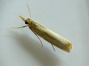 agriphila-tristella-à-confirmer.jpg