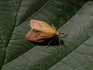 miltochrista-miniata-a-confirmer-1.jpg