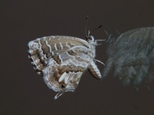 Brun des pelargoniums Cacyreus marshalli en élevage.JPG