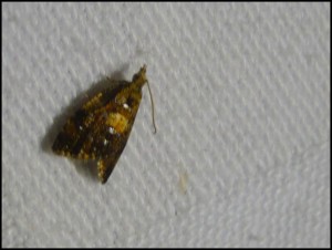Tor sp 02.jpg