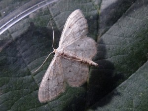 idaea seriata-1-a confirmer-1.jpg