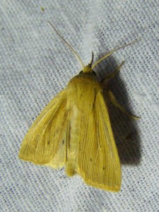 DSC08296 - Copie.JPG