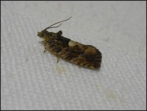 Tor sp 05.jpg