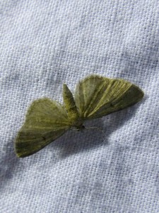 eupithecia-trisinaria-1.jpg