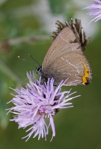 Le Satyrium-.JPG