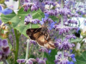 Autographa gamma.JPG