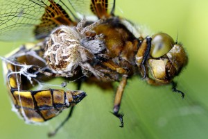 Libellula depressa ♂   - Agalenatea redii.jpg