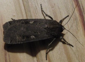 grosse noctuelle s4 2009.06.26 (3p%).JPG