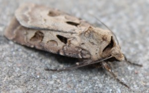 Agrotis exclamationis.jpg (81.92 Kio) Consulté 16914 fois Agrotis exclamationis.jpg