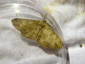+á-identifier-2 Alcis.jpg