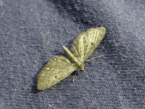 eupithecia-tripunctata-a confirmer-1.jpg