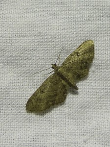 eupithecia-trisinaria-a-confirmer-2.jpg