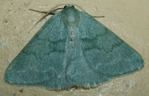 s10 Pseudoterpna pruinata vert 2009.06.25 (1p%).JPG