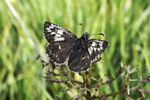 Pyrgus malvae 13-07-08-03 Briançon.jpg