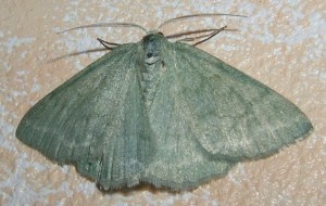 s10 Pseudoterpna pruinata vert 2009.06.25 (2p%).JPG