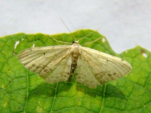 DSC08460 - Copie.JPG